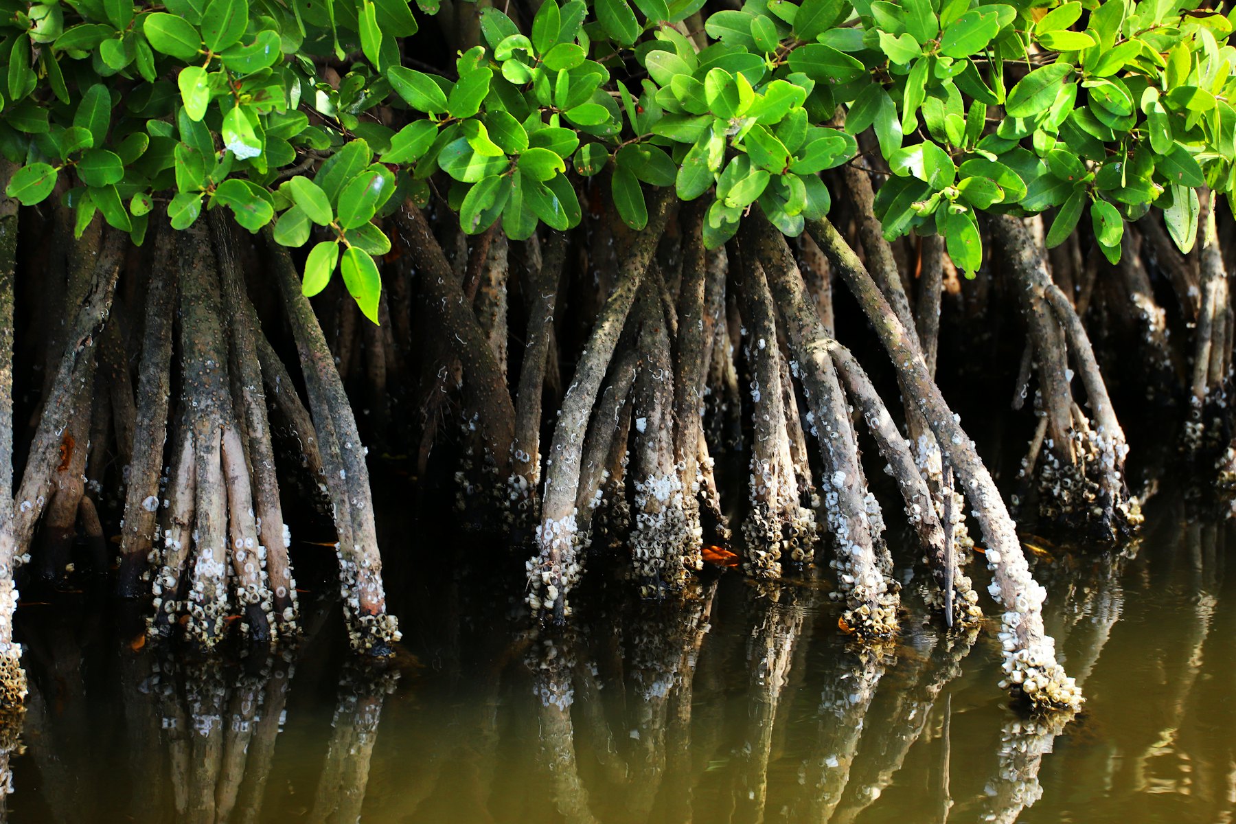 Mangrove roots holding firm in clear coastal water