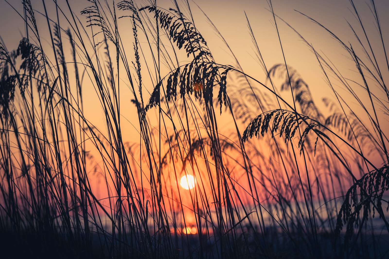 Sea oats silhouetted against a low sun over the water
